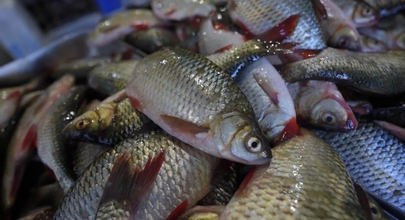 Астрахань-24, Астраханские промысловики добыли почти 5000 тонн рыбы