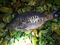 Сводка рыбоохраны с 27.10.2025  по 04.11.2025 