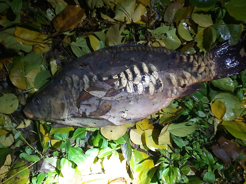 Сводка рыбоохраны с 27.10.2025  по 04.11.2025 