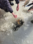 Сводка рыбоохраны с 26.01.2026 года по 02.02.2026 года 