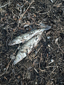 Сводка рыбоохраны с 16.03.2026 года  по 23.03.2026 года