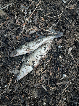 Сводка рыбоохраны с 16.03.2026 года  по 23.03.2026 года