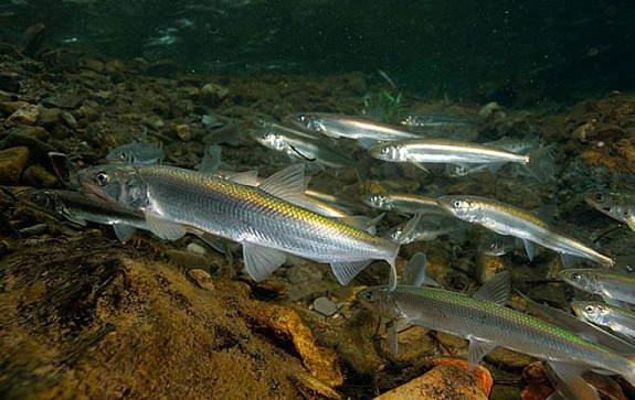 Обновлён список рыб для промышленного лова во внутренних водах России