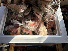 В Астраханской области материалы проверки природоохранной прокуратуры по факту незаконной добычи и оборота рыб осетровых пород направлены в органы предварительного расследования для решения вопроса об уголовном преследовании виновных лиц