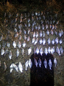 Сводка рыбоохраны с 20.10.2025 по 27.10.2025 