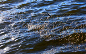 Сводка рыбоохраны с 05.11.2025 по 10.11.2025 