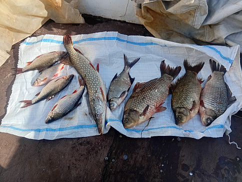 Сводка рыбоохраны с 24.11.2025 года  по 01.12.2025 года