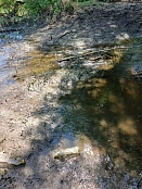 Совместными усилиями спасена молодь рыбы из отшнурованного водоёма