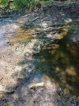 Совместными усилиями спасена молодь рыбы из отшнурованного водоёма