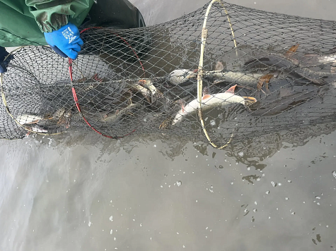 Сводка рыбоохраны с 01.01.2026 года по 12.01.2026 года