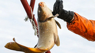 Оперативные данные: с начала года российские рыбаки добыли более 220 тыс. тонн водных биоресурсов