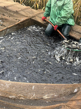 Компенсационный выпуск молоди сазана на Чаганском рыбопитомнике