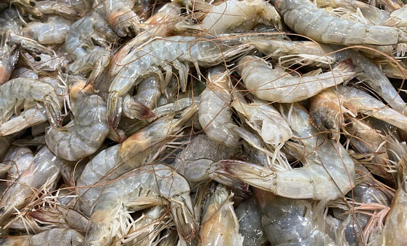Креветки — перспективный промысловый ресурс Азовского моря