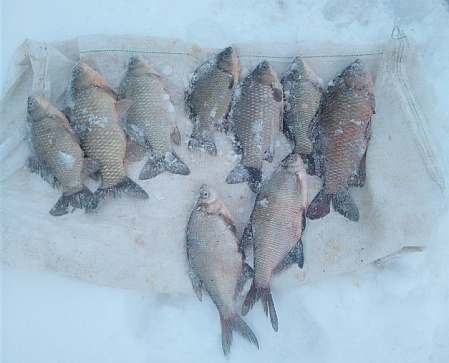 Сводка рыбоохраны с 19.01.2026 года по 26.01.2026 года