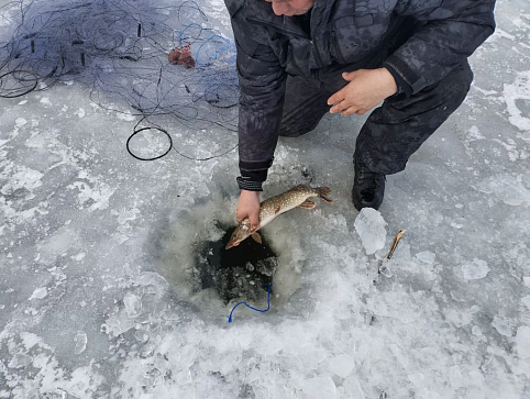 Сводка рыбоохраны с 09.02.2026 года по 16.02.2026 года