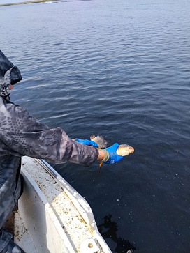 Сводка рыбоохраны с 12.05.2026 года  по 18.05.2026 года